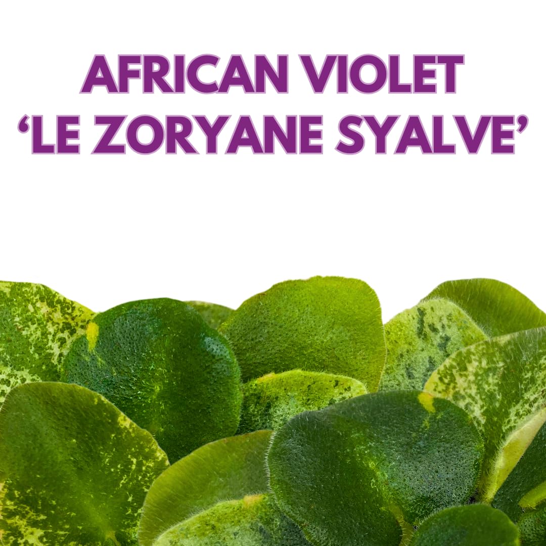 Harmony Foliage Mini African Violet LE Zoryane Syalve Variegated, 2 inch Purple Flower