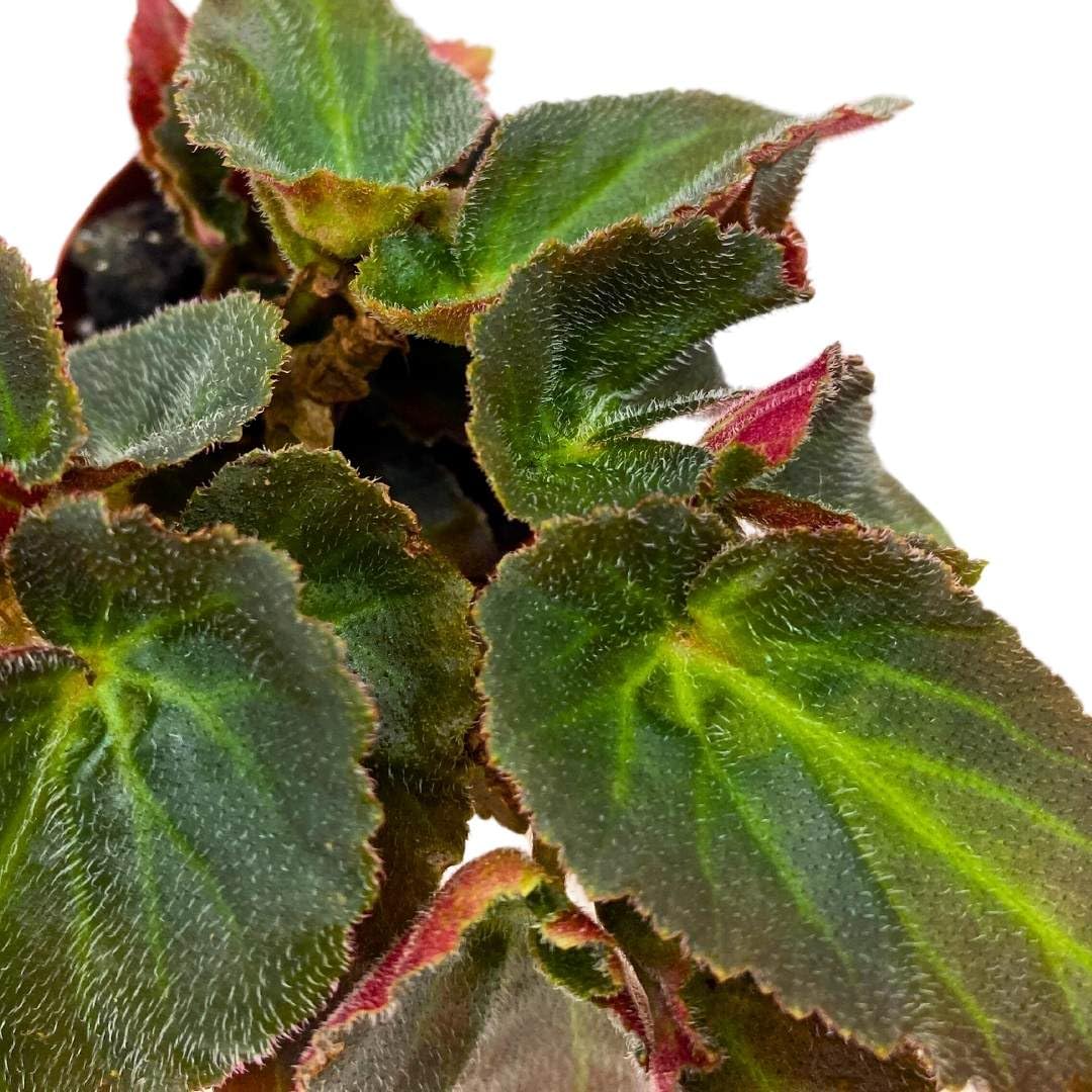 BubbleBlooms Begonia Brazillian Lady Angel Wing 2 inch