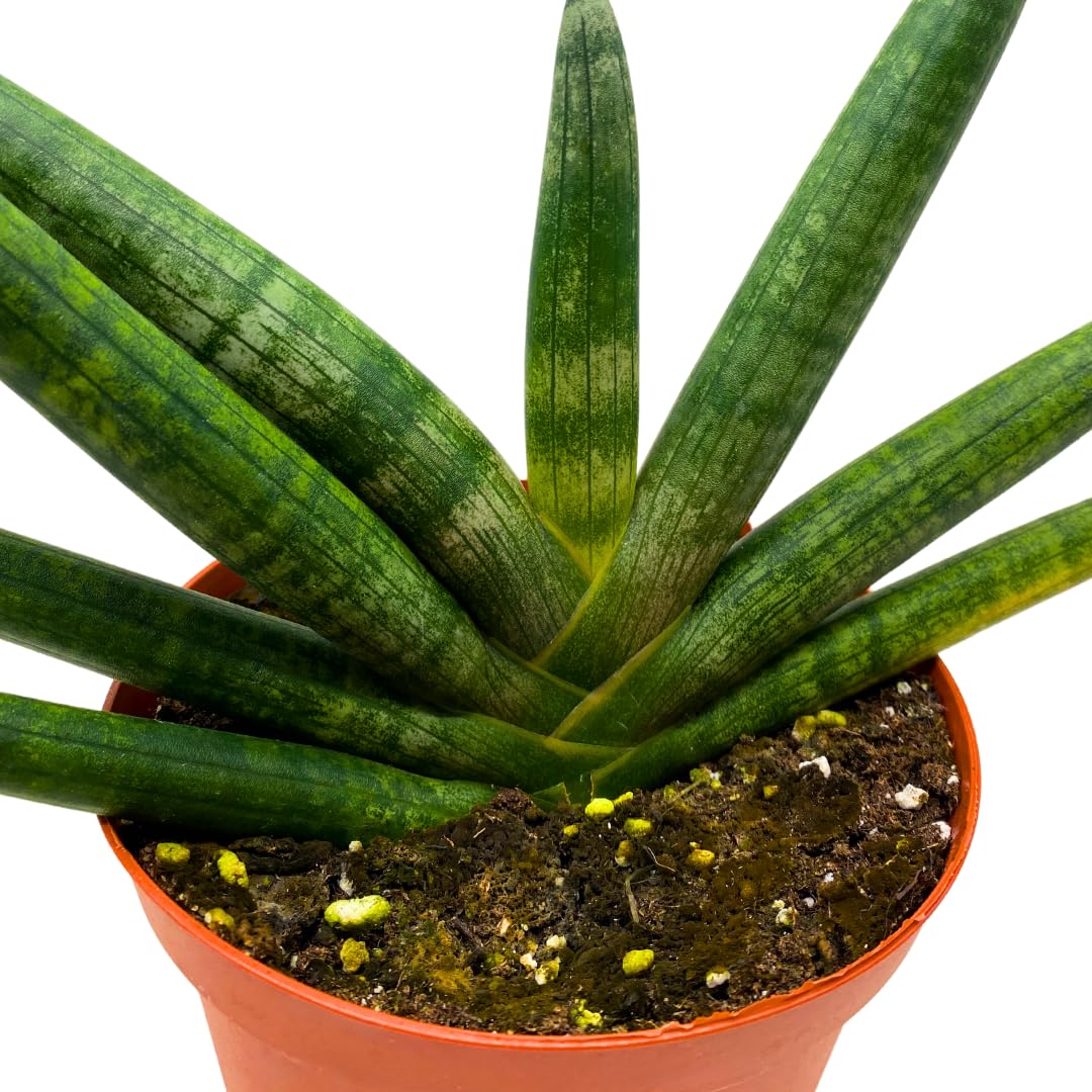 BubbleBlooms Sansevieria Boncel Starfish 6 inch Rare Snake Plant