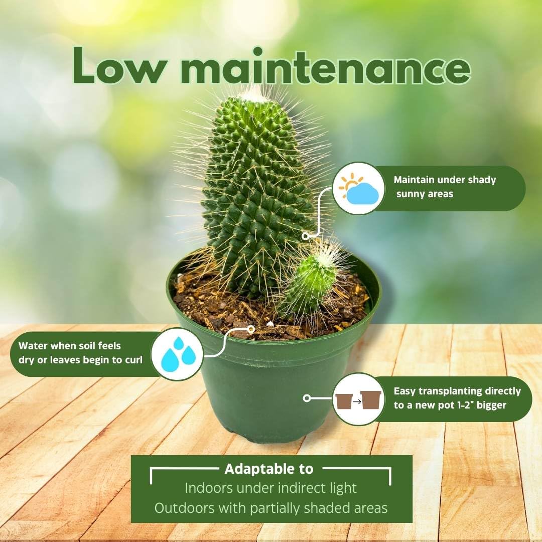BubbleBlooms Un Pico Mammillaria spinosissima Spiny Pincushion Cactus, Well Rooted Potted Starter