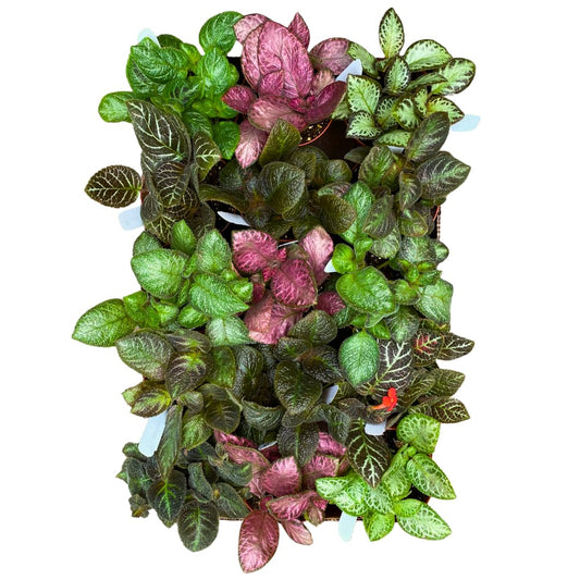 Harmony Foliage Episcia Flame Violet Wholesale Assortment in 4 inch Pots 15-Pack Bulk