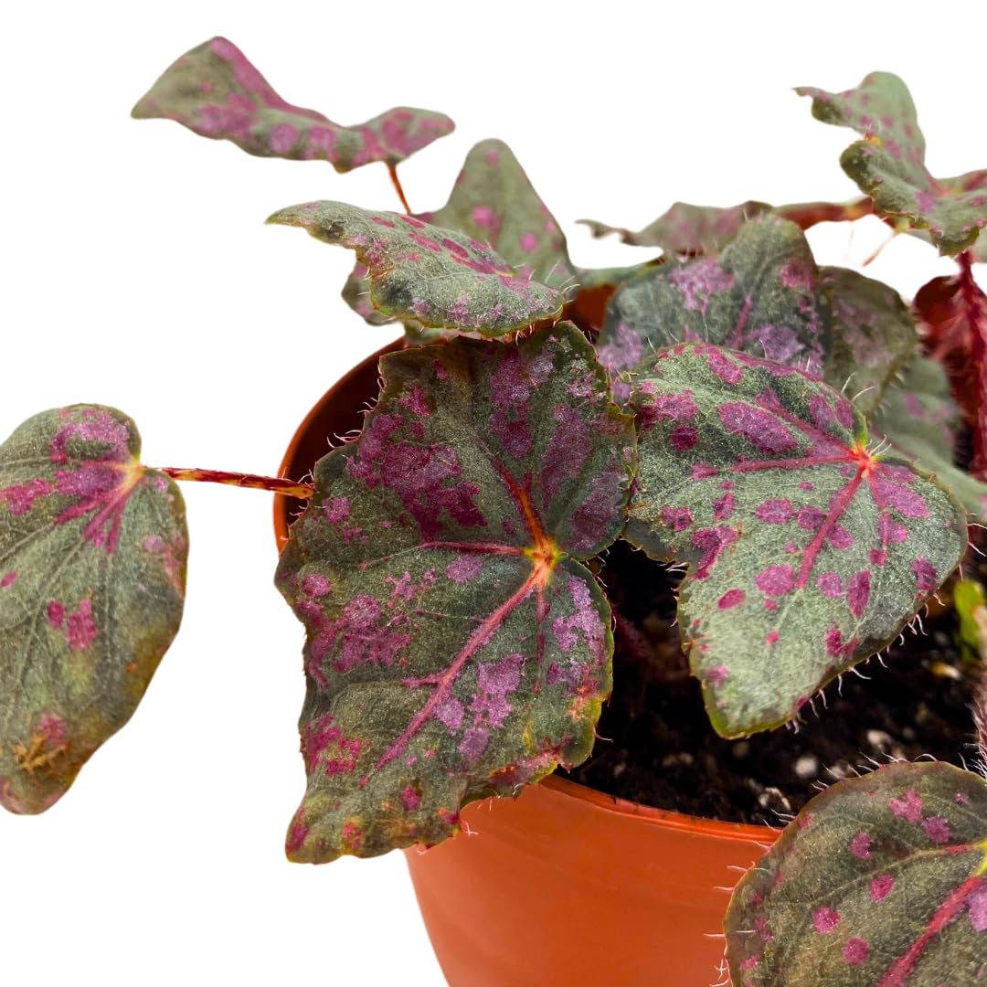 Harmony Foliage Saxon's Mystery Begonia Rex 4 inch Black and Pink