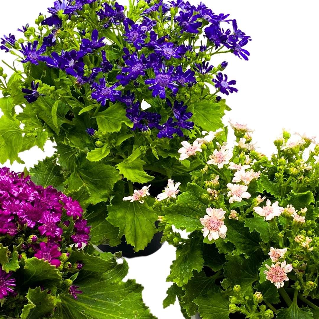 BubbleBlooms Flowering Cineraria Pericallis hybrida cruenta Ragwort Set of 3 in 4 inch pots Mother's Day Seasonal Plants