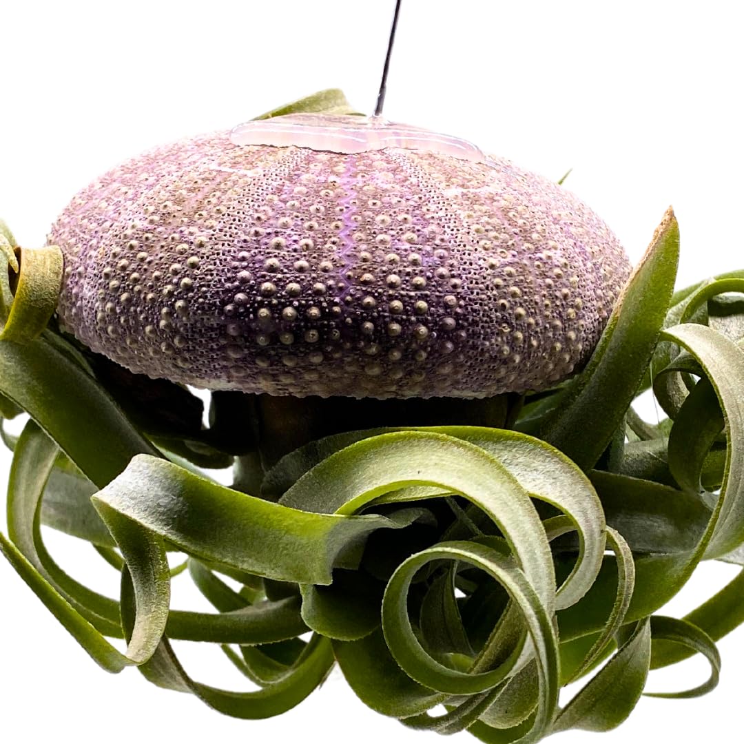 BubbleBlooms Large Tillandsia Jellyfish, Big Hanging air Plant with Seashell