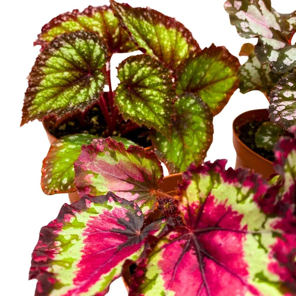 Harmony's Begonia Rex Assortment, 4 inch 3 Different Colorful Rex Begonias