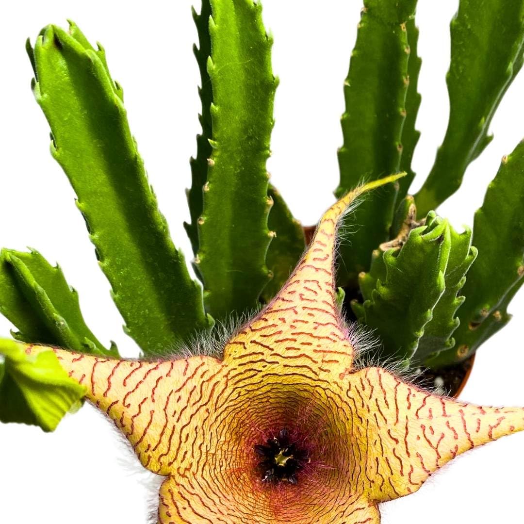 BubbleBlooms Stapelia gigantea, Giant Starfish Flower, Rare Huernia, Zulu Carrion Giant Plant, 4 inch Pot