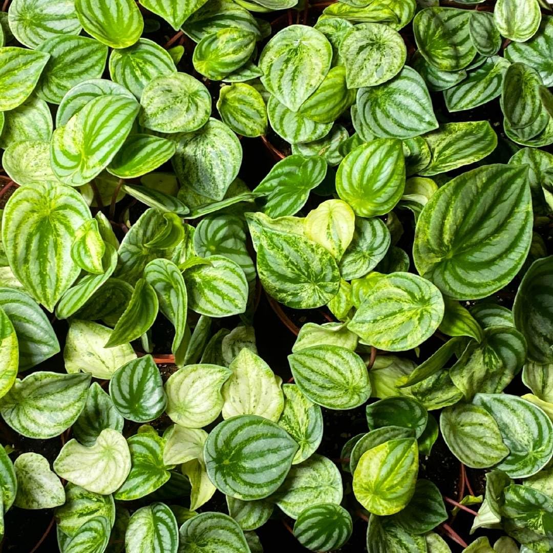 Harmony Foliage Harmony's Gold Dust Variegated Watermelon Peperomia in 4 inch pots 30-Pack Bulk Wholesale Plants