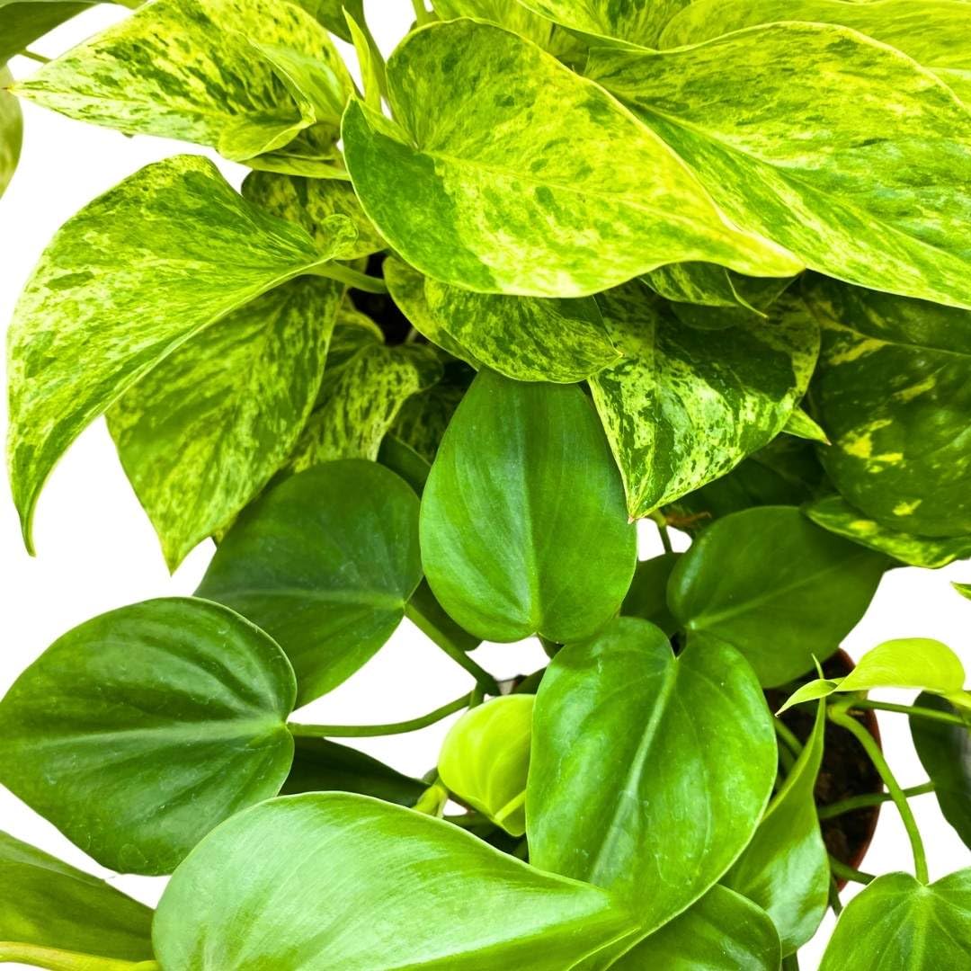 BubbleBlooms Pothos Assortment 4 inch Set of 3