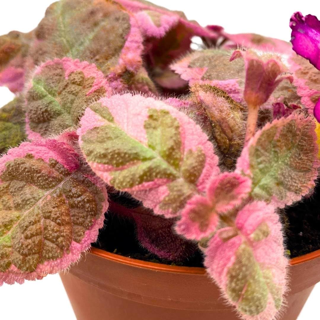Harmony Foliage Episcia Pink Smoke Rare Variegated Flame Violet Flowering Gesneriad