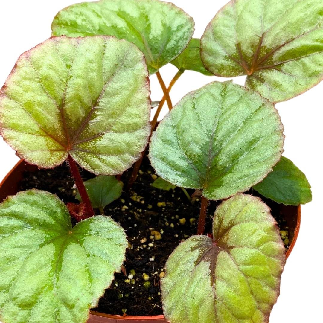 Harmony Foliage Begonia Oteka 6 inch Rhizomatous Large Leaf