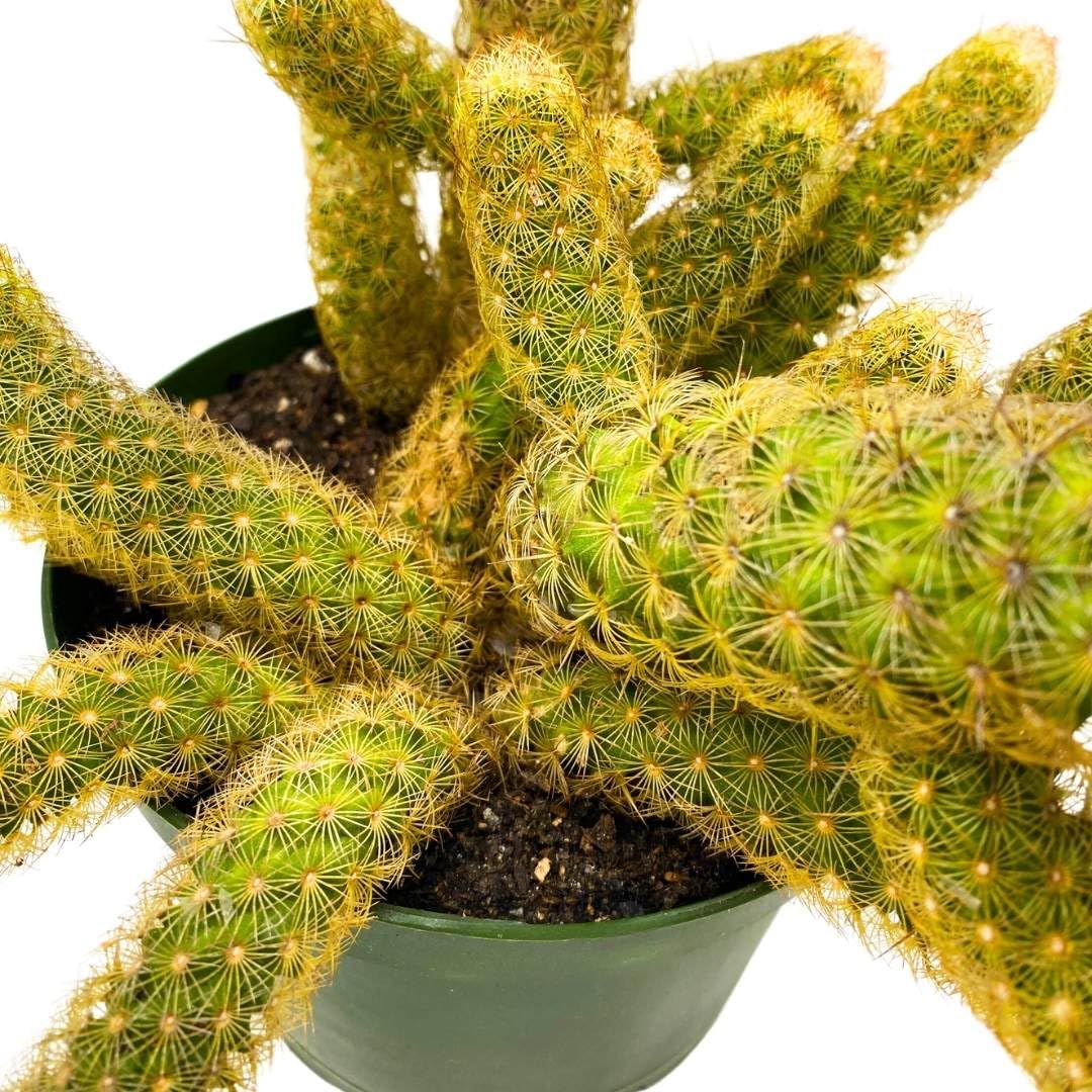 BubbleBlooms Lady Finger Cactus Copper King in a 6 inch Pot Mammillaria Elongata, Kopper Lady Fingers