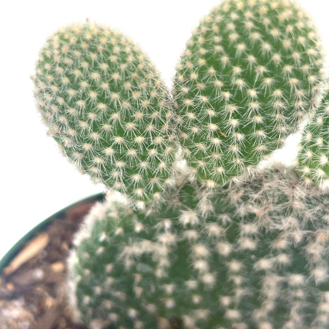 Bunny-Ears Prickly-pear Snow White Opuntia microdasys, Large Bunny Ears Prickly Pear with Glacier White Fuzz and White Areoles in 4" Pot,