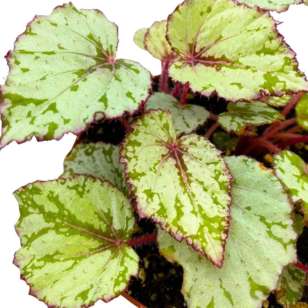 Harmony Foliage Begonia Rex Harmony's Ember, 6 inch White Red Green