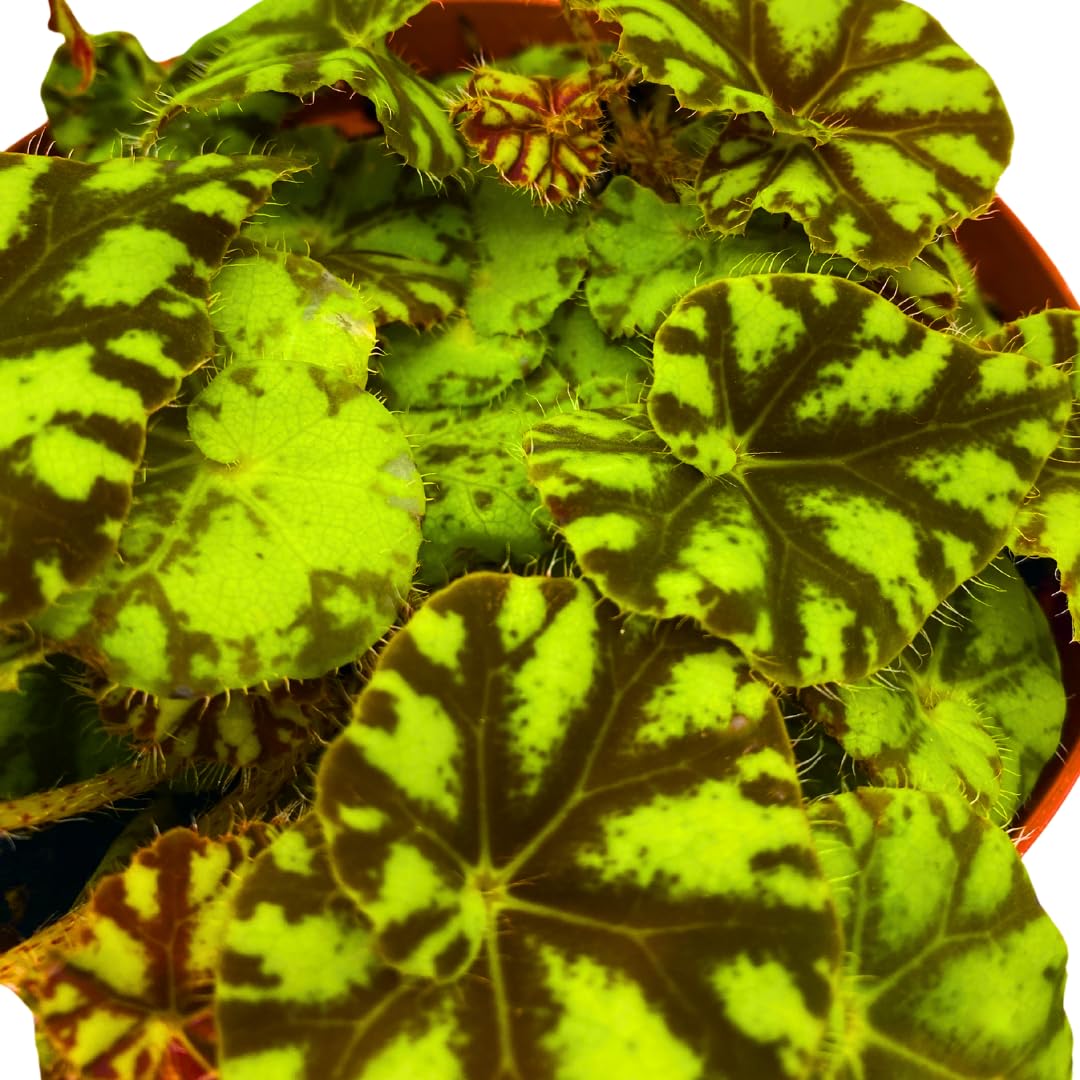 Harmony Foliage Rhizomatous Begonia Mauritius Rex 6 inch