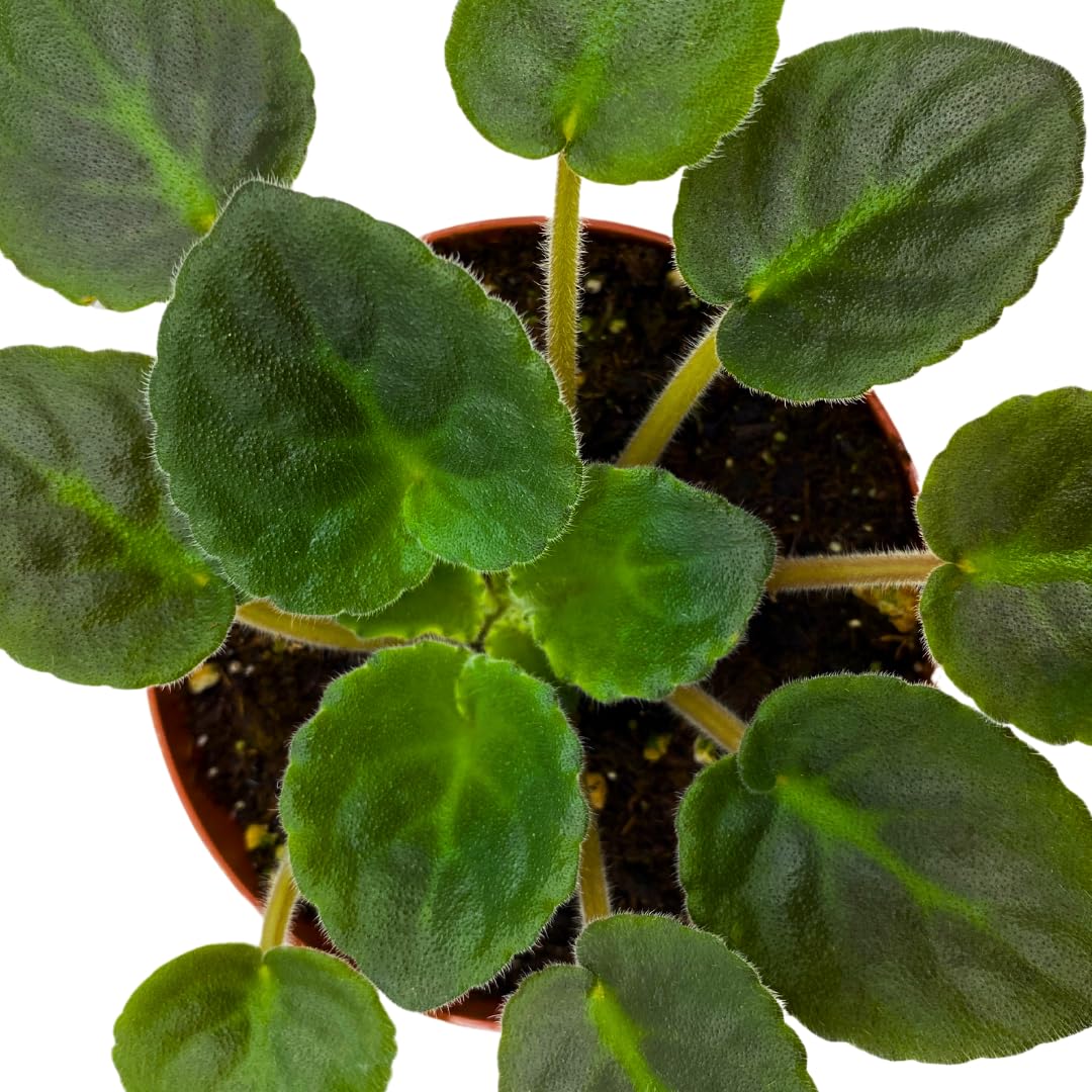 Harmony Foliage African Violet Rockin' Robin 4 inch Red Flower White Edge