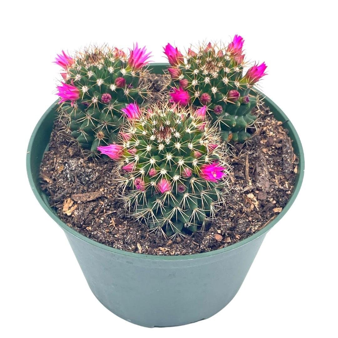 Old Lady Cactus, 6 inch, Mammillaria hahniana, Crown of Flowers