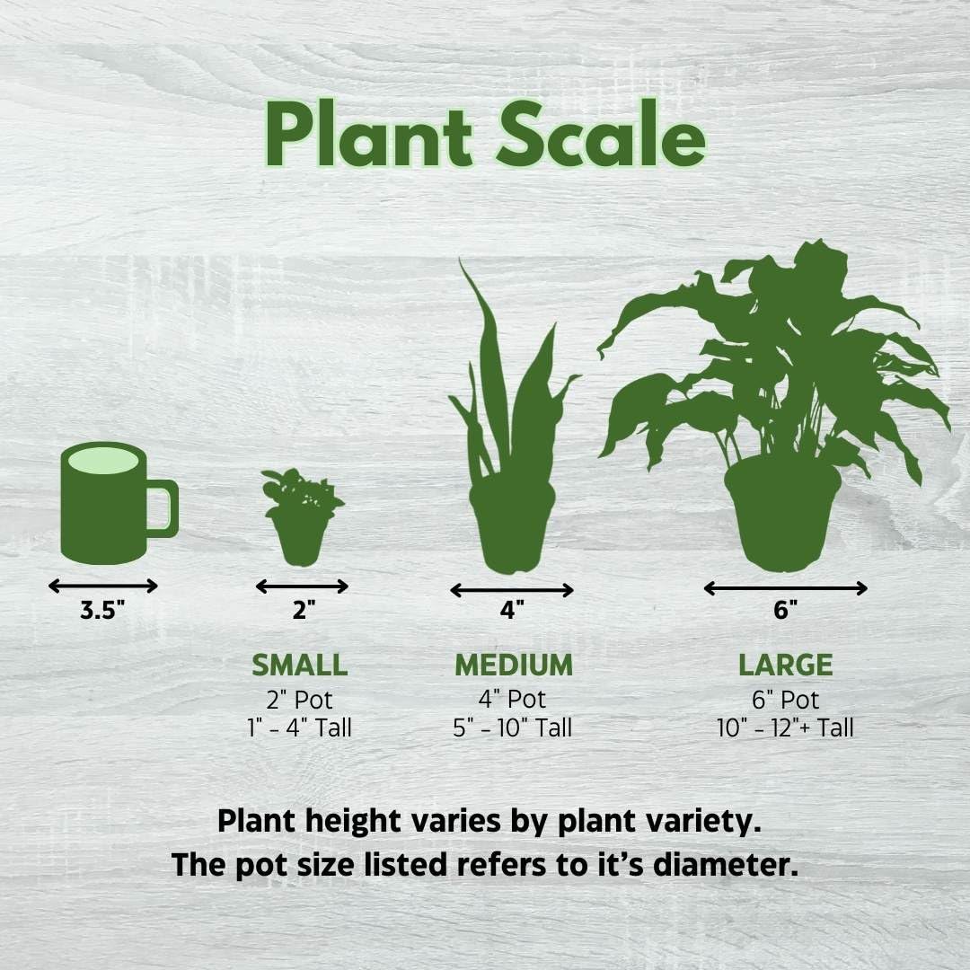 BubbleBlooms Alocasia Regal Shield in a 6 inch Pot Black Elephant Ear, Upright