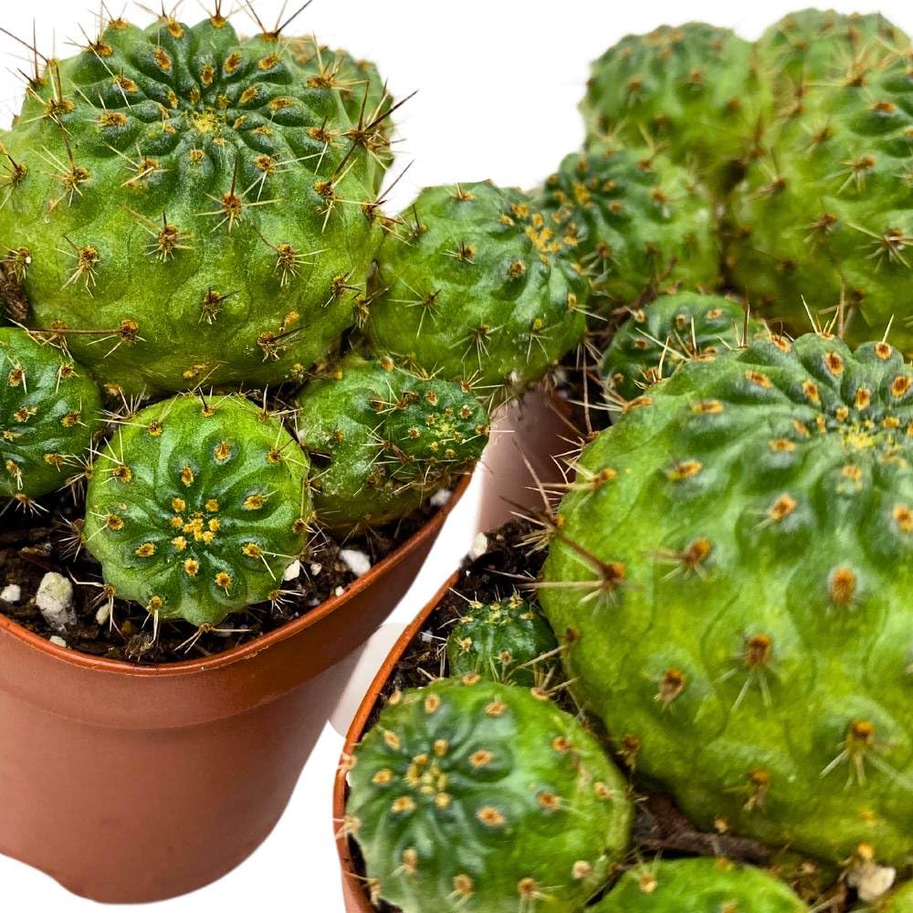 Cluster Cactus, 2 inch Set of 3, Rebutia canigueralii Cardenas Tiny Mini Pixie Plants