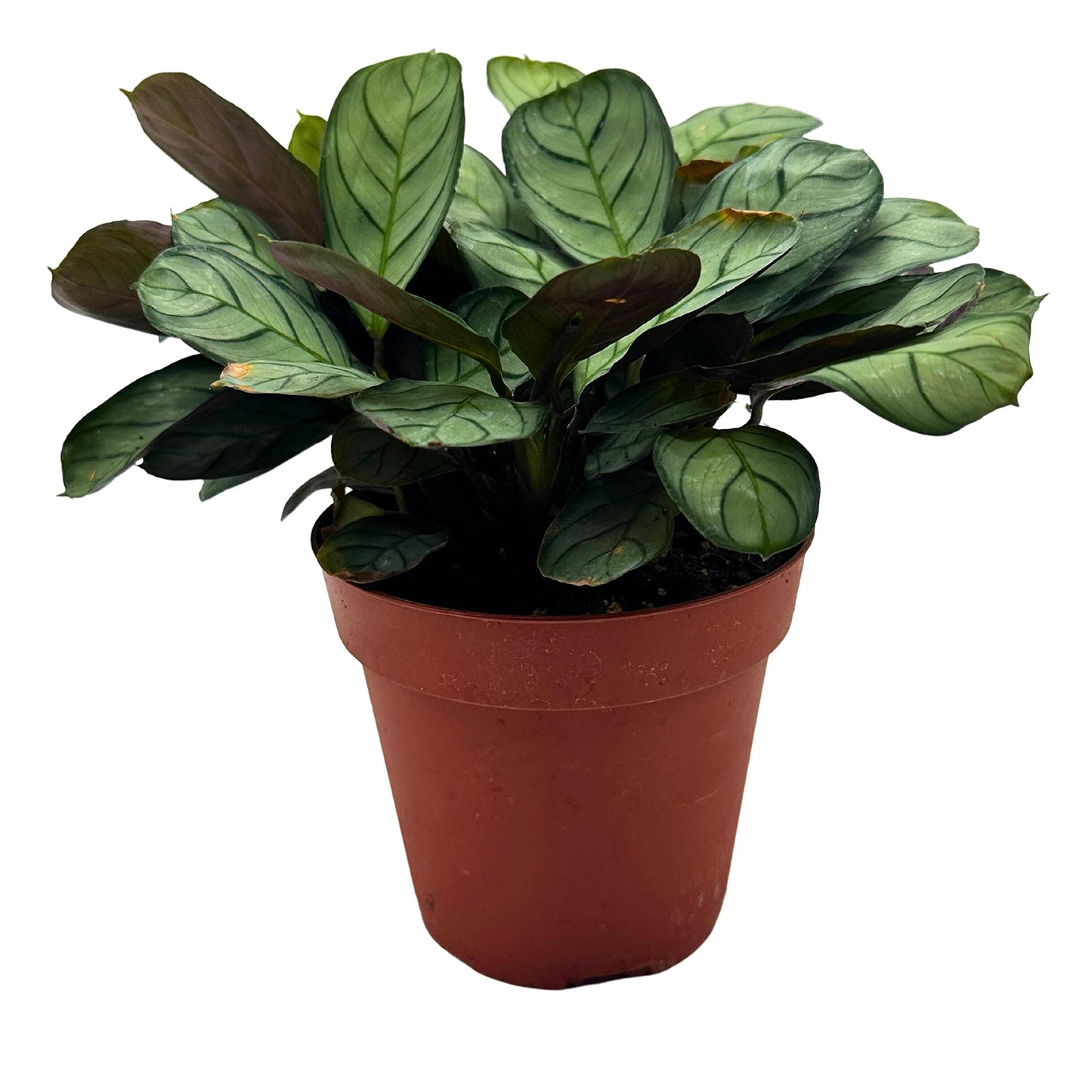 Calathea Burle Marxii, 4 inch, Fishbone Prayer Plant Ctenanthe