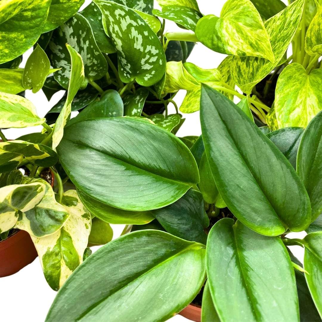 BubbleBlooms Pothos Assortment 4 inch Set of 5