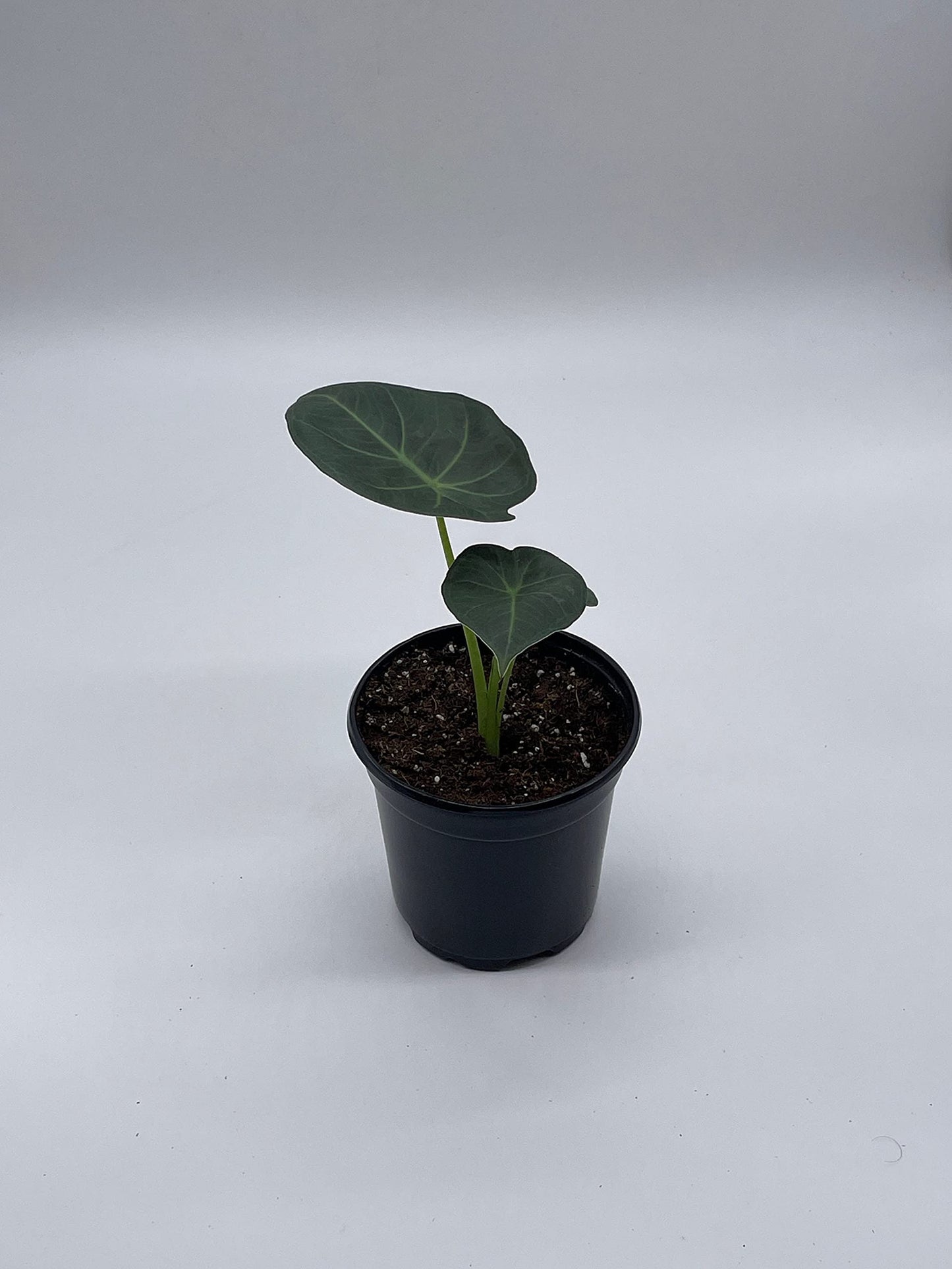 Alocasia Regal Shield, 4 inch, Very Rare Elephant's Ear