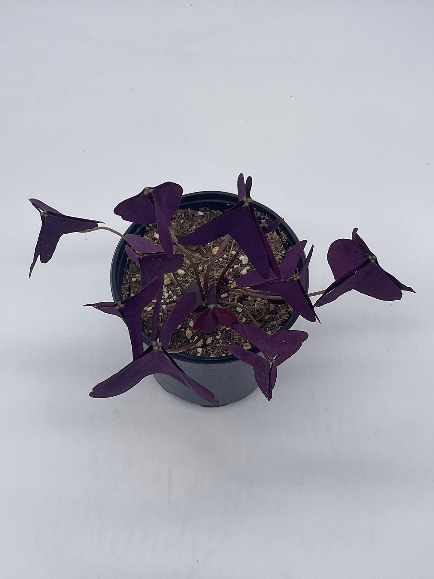 Oxalis triangularis, Purple Shamrock, Butterflies / Butterfly Plant in a 4 inch Pot