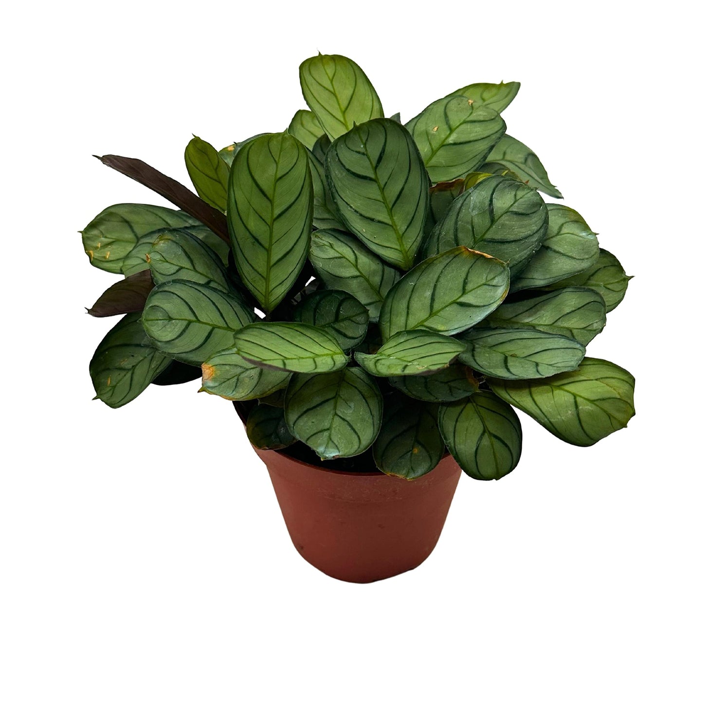 Calathea Burle Marxii, 4 inch, Fishbone Prayer Plant Ctenanthe