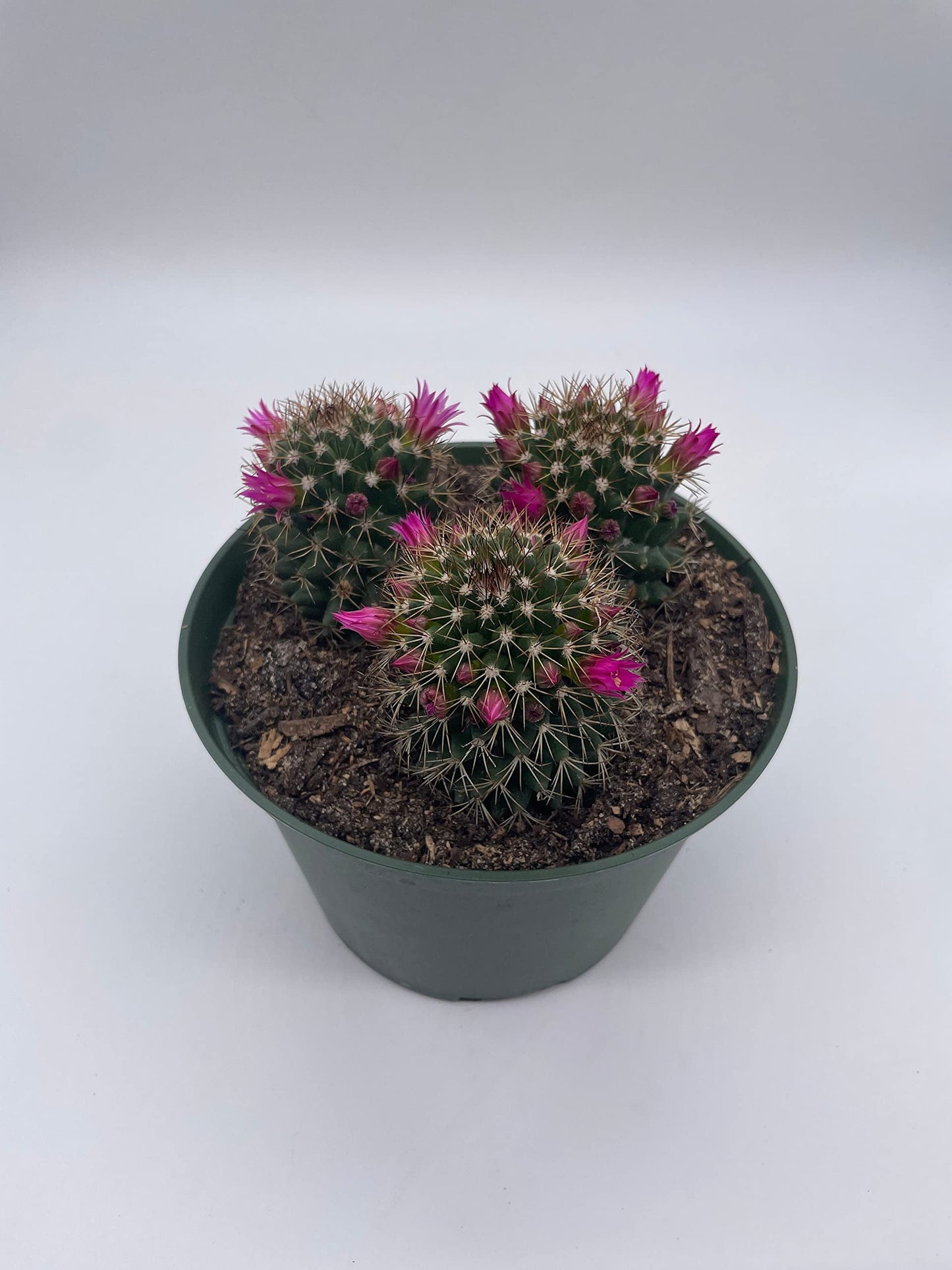 Old Lady Cactus, 6 inch, Mammillaria hahniana, Crown of Flowers