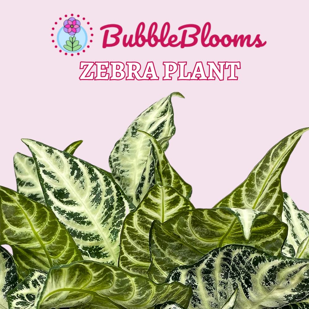 Zebra Plant, Aphelandra squarrosa, Zebraplant in a 4 inch Pot