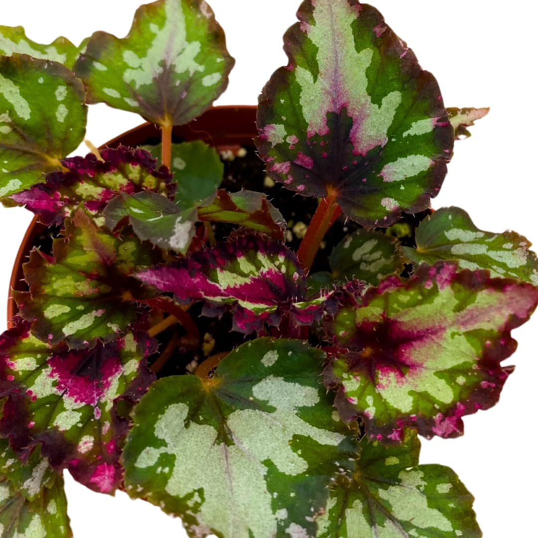 Harmony Foliage Harmony's Red Star Begonia Rex 4 inch Reddish Pink