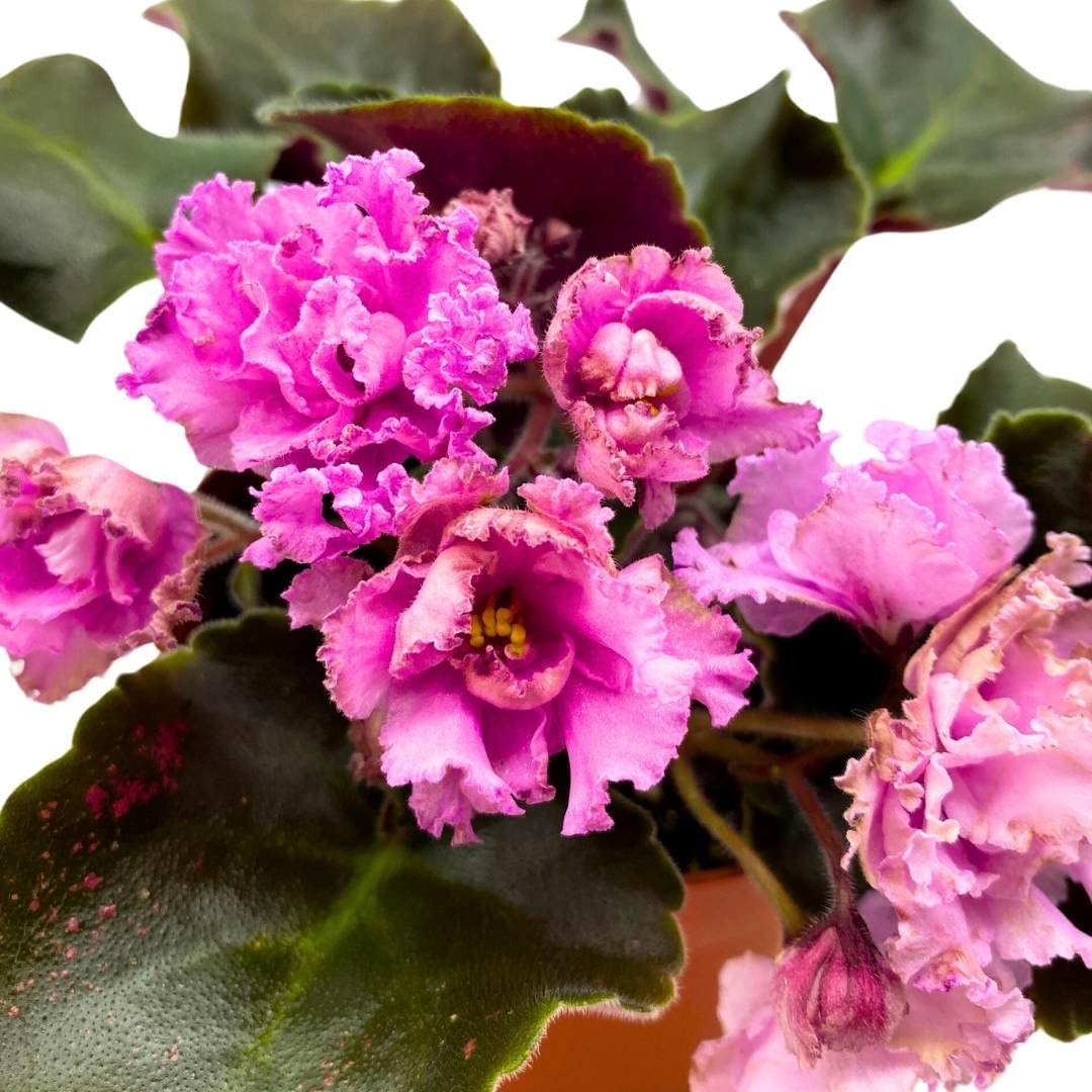 Harmony Foliage African Violet AB Autumn Forest 4 inch