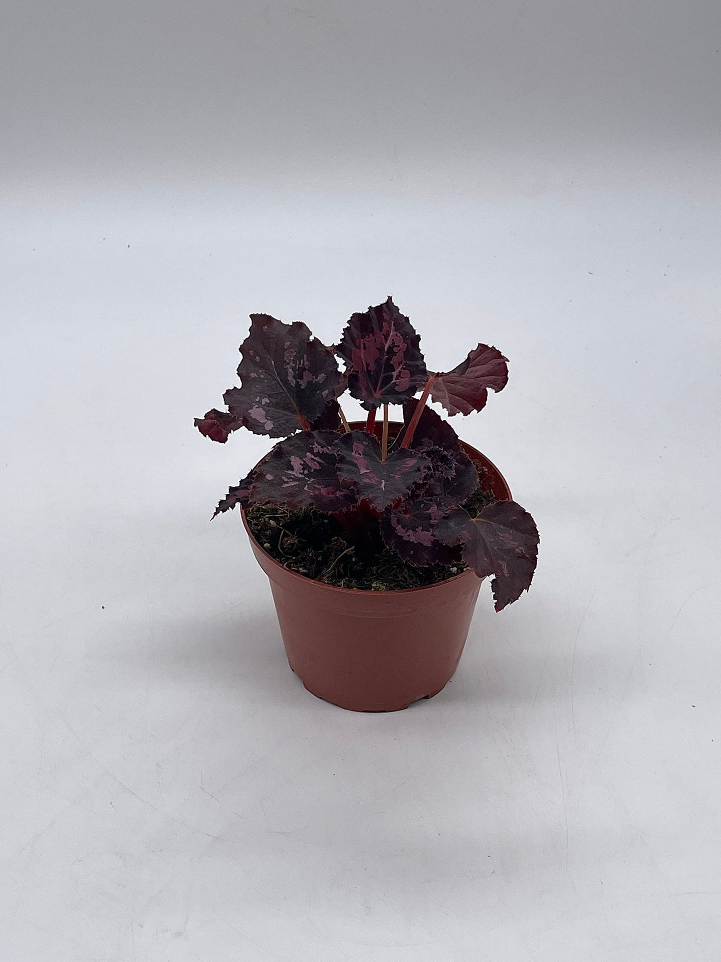 BubbleBlooms Harmony's Black Heart, Black Beauty, Begonia Rex, 4 inch, Painted-Leaf Begonia, Unique Homegrown Exclusive