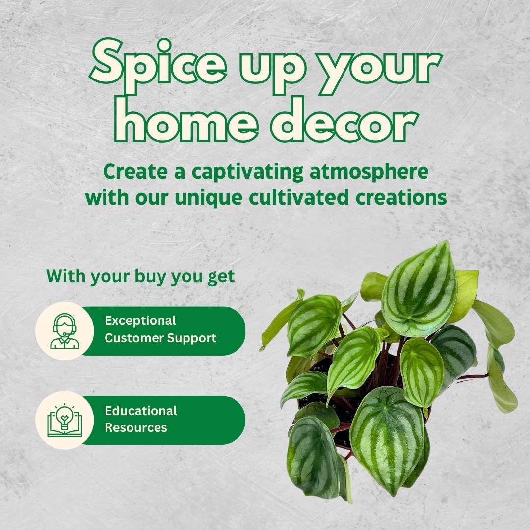 Harmony Foliage Peperomia Watermelon in a 4 inch Pot pep argyreia