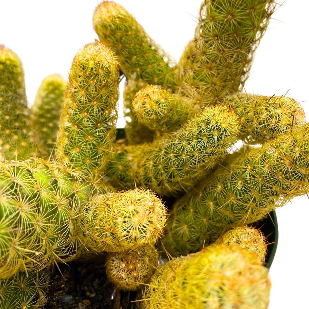 BubbleBlooms Lady Finger Cactus Copper King in a 6 inch Pot Mammillaria Elongata, Kopper Lady Fingers