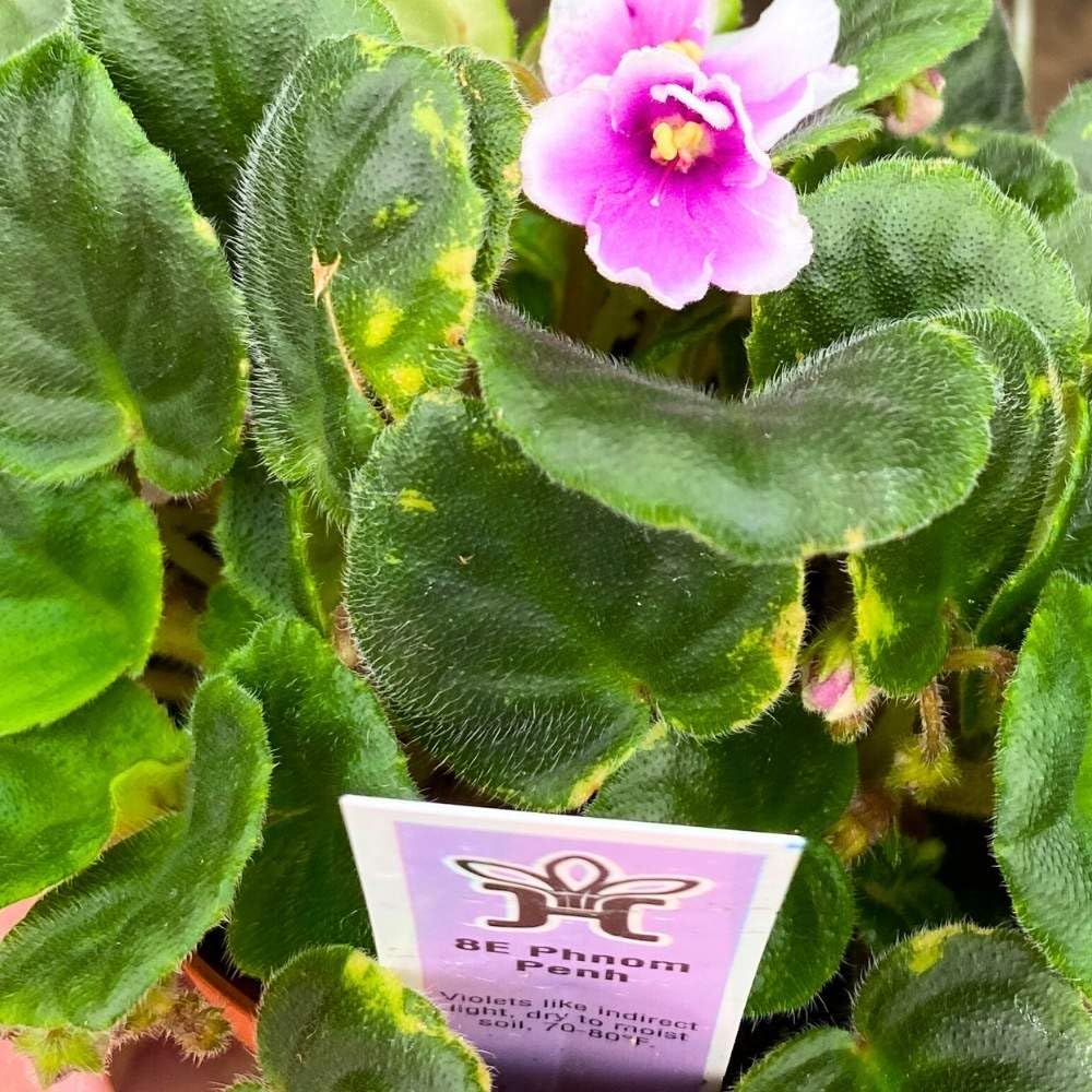 BE Phnom Penh African Violet, 4 inch, Gesneriad Purple Flower White Edge Albomarginata Variegated