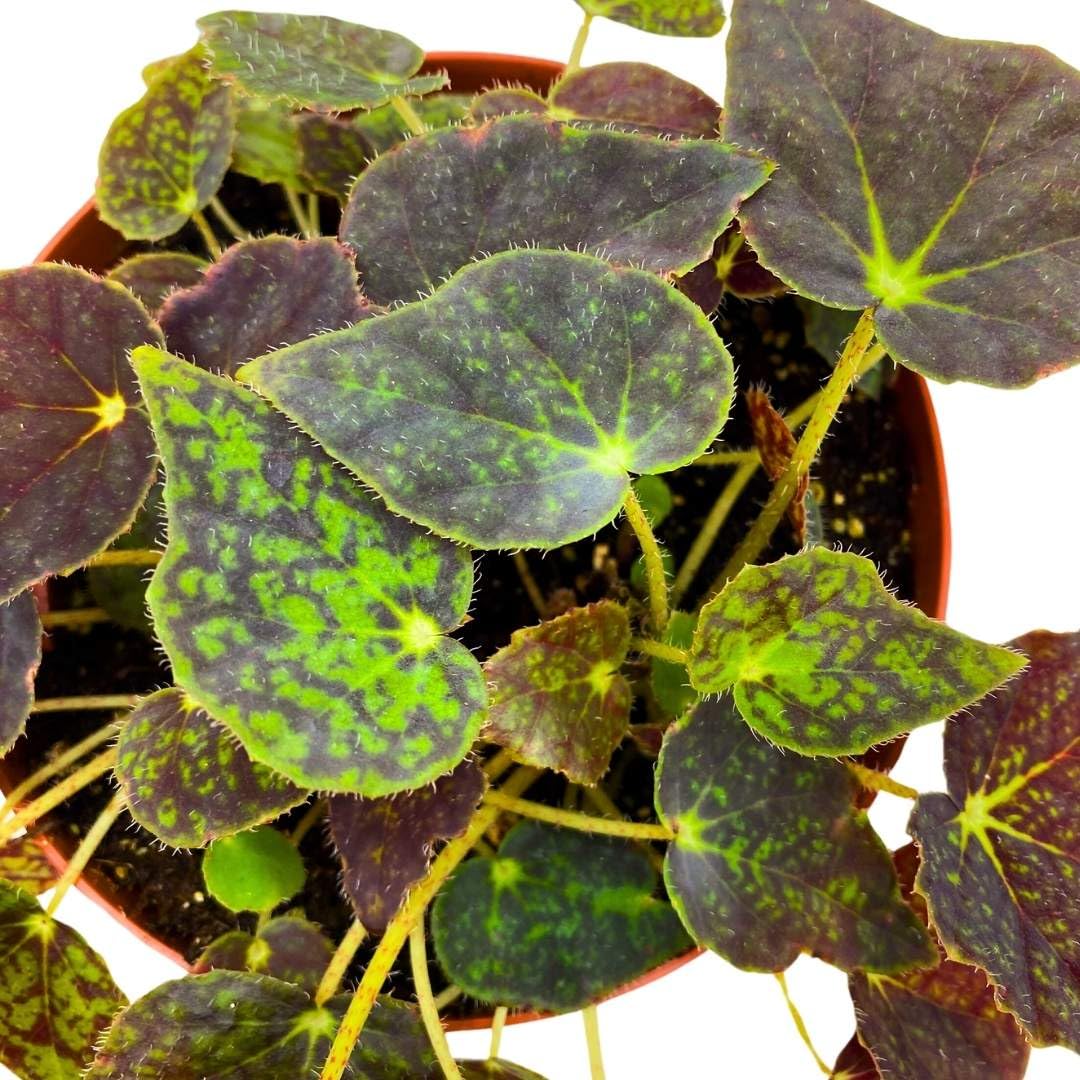 Harmony Foliage Begonia Ace's High 6 inch Rhizomatous