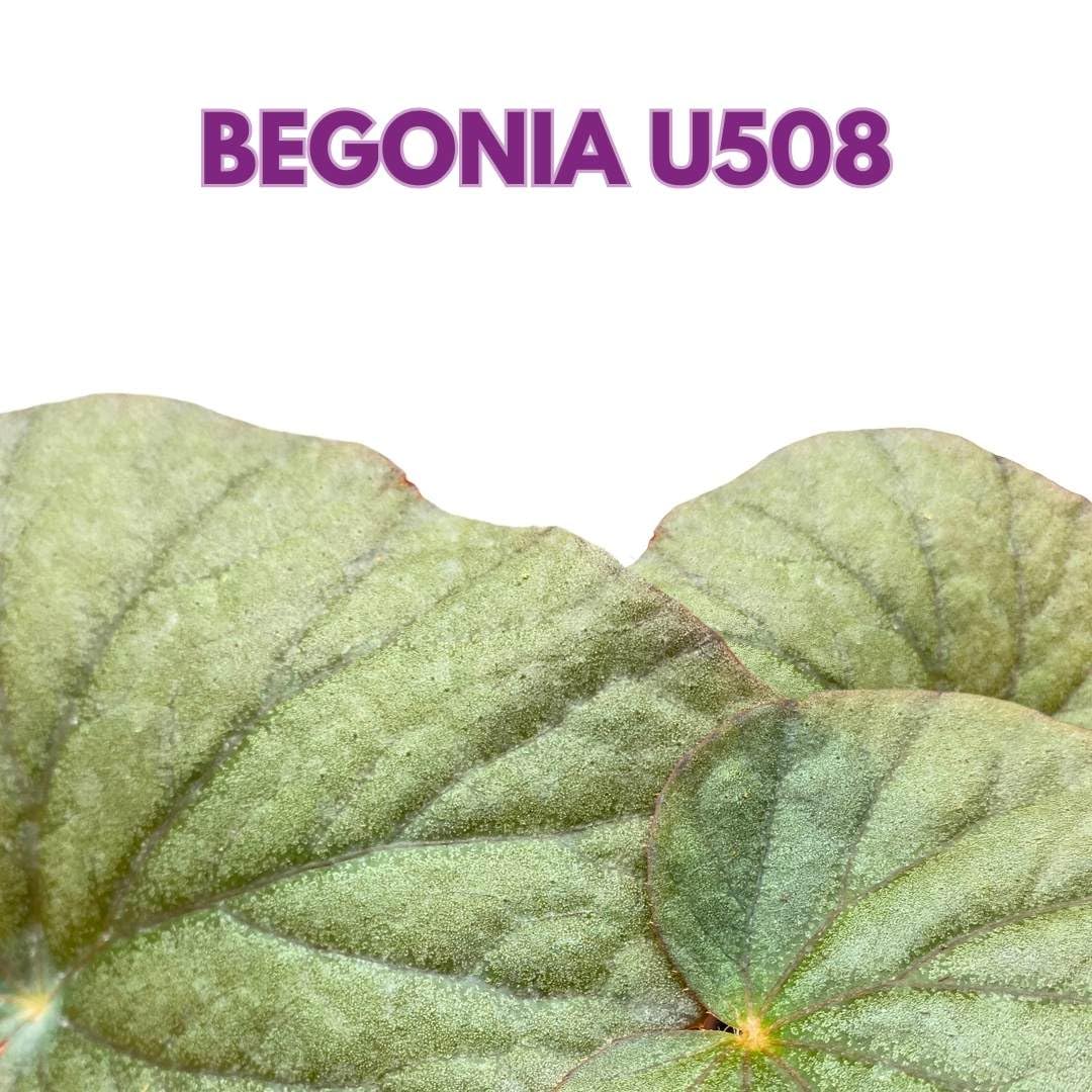 Harmony Foliage Begonia U508, 6 inch Gray Large Leaf Rhizo Rhizomatous