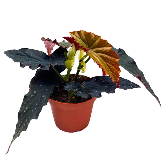 Harmony Foliage Harmony's Silver Fang Angel Wing Begonia 4 inch