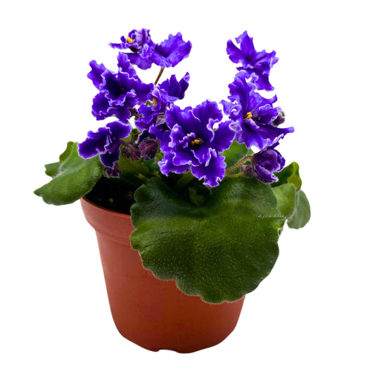 Harmony Foliage Buckeye Party Streamers African Violet Saintpaulia 4 inch