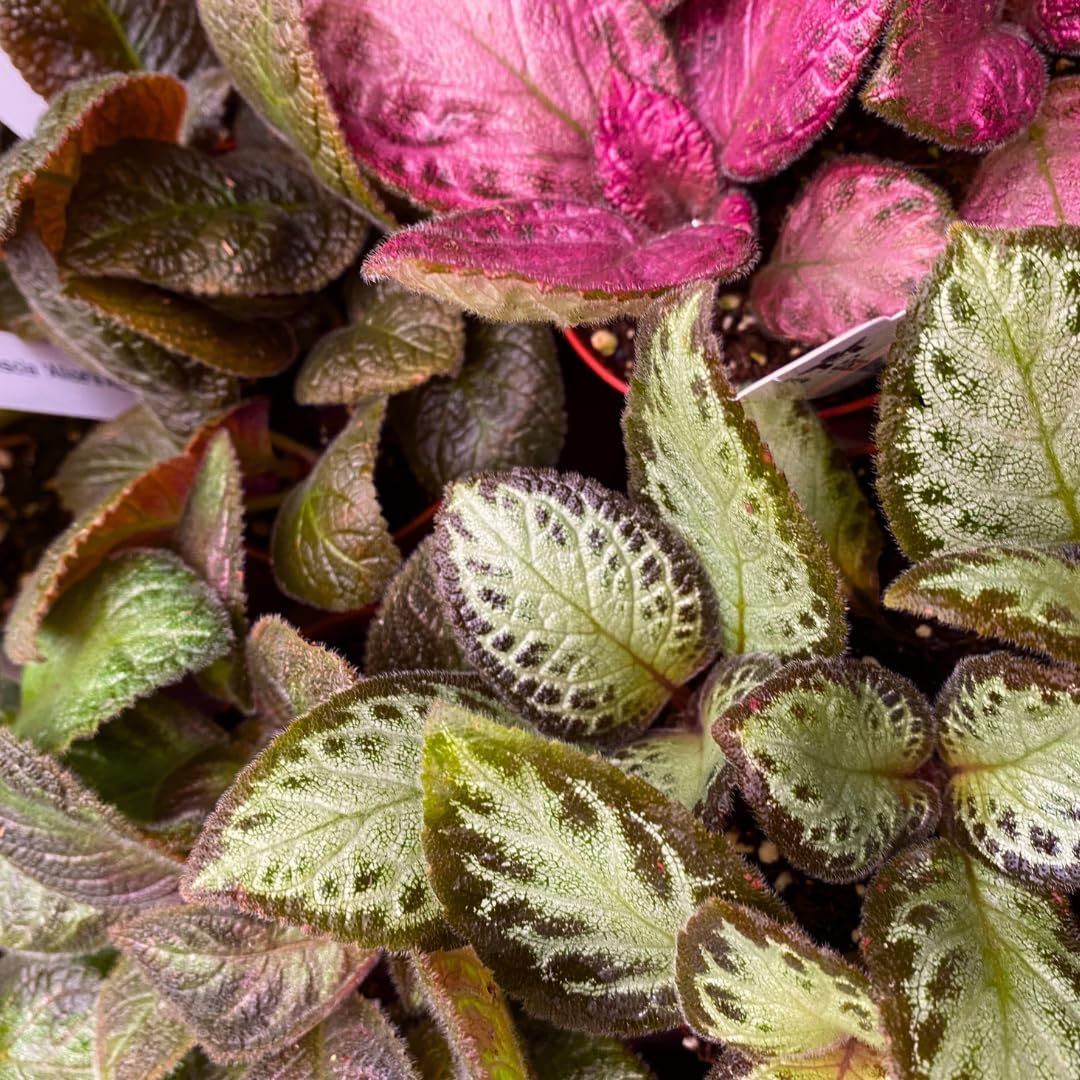 Harmony Foliage Episcia Flame Violet Wholesale Assortment in 4 inch Pots 15-Pack Bulk