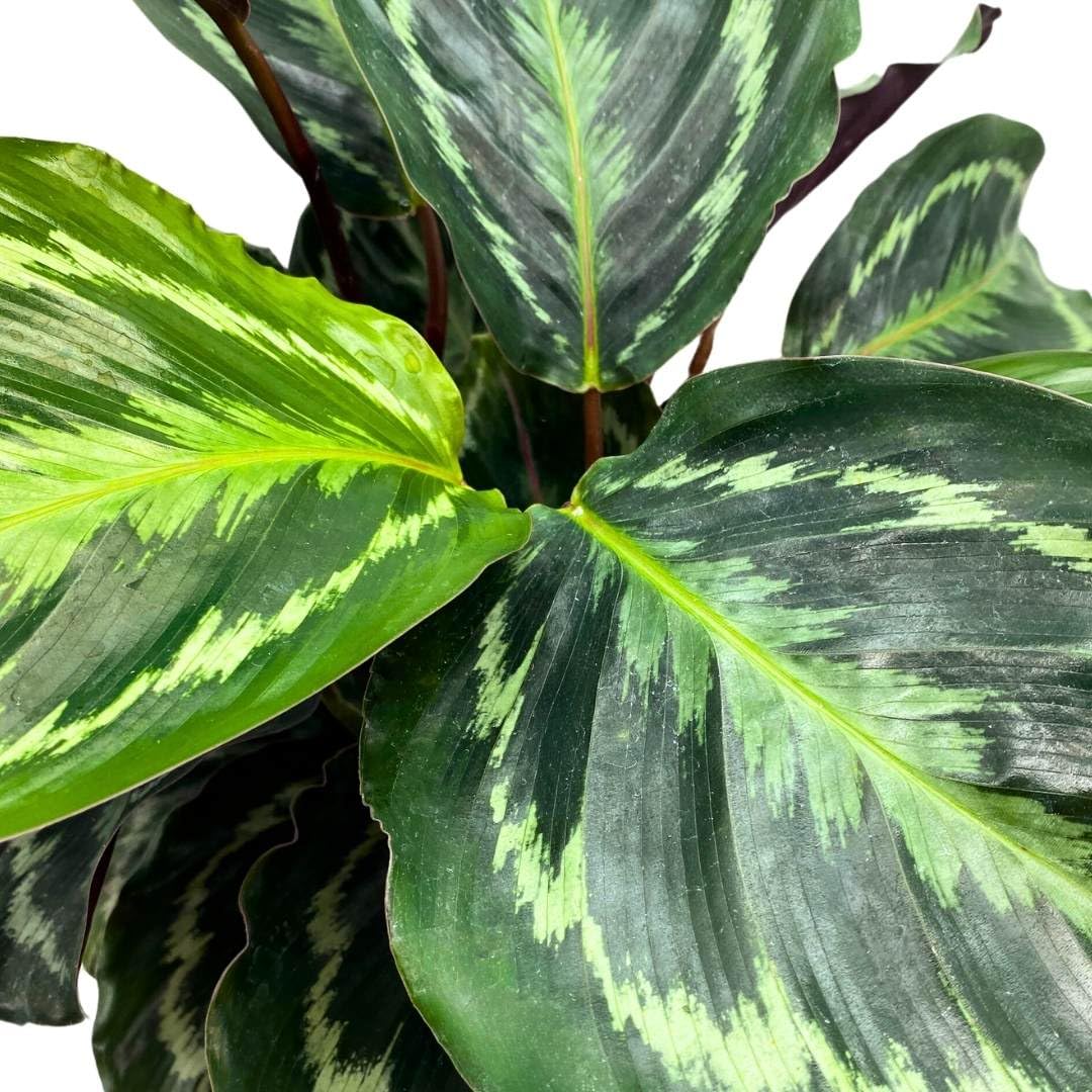 BubbleBlooms Calathea Medallion 4 inch