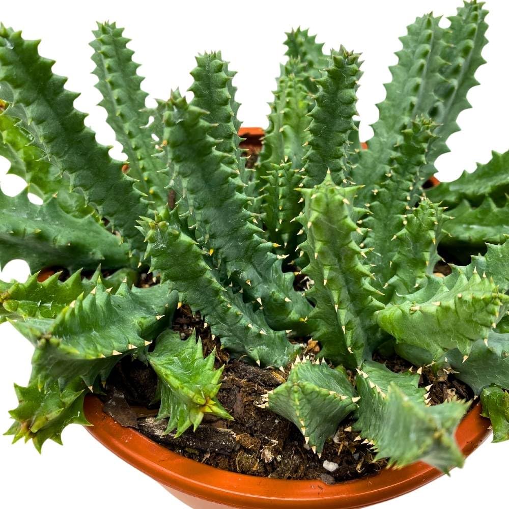 BubbleBlooms Lifesaver Stapelia Huernia Zebrina in a 6 inch Pot