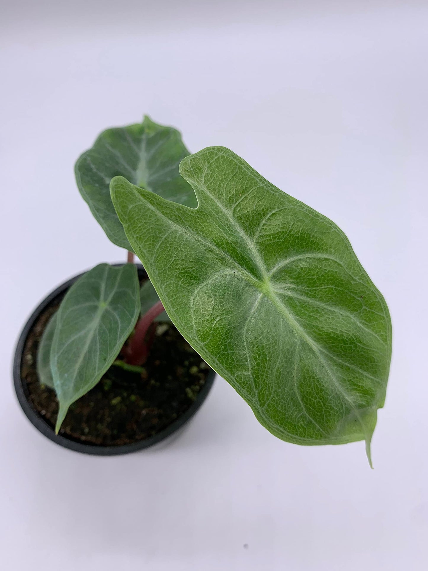 Alocasia Ivory Coast Variegated, Elephant Ear African Plant, Clear Green