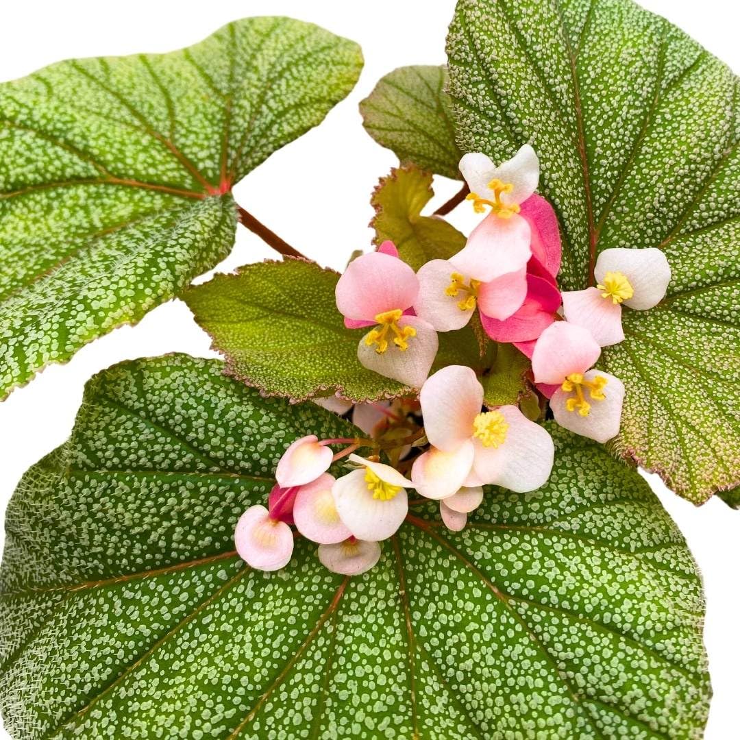 Harmony Foliage Angel Wing Cane Begonia Sinbad 4 inch