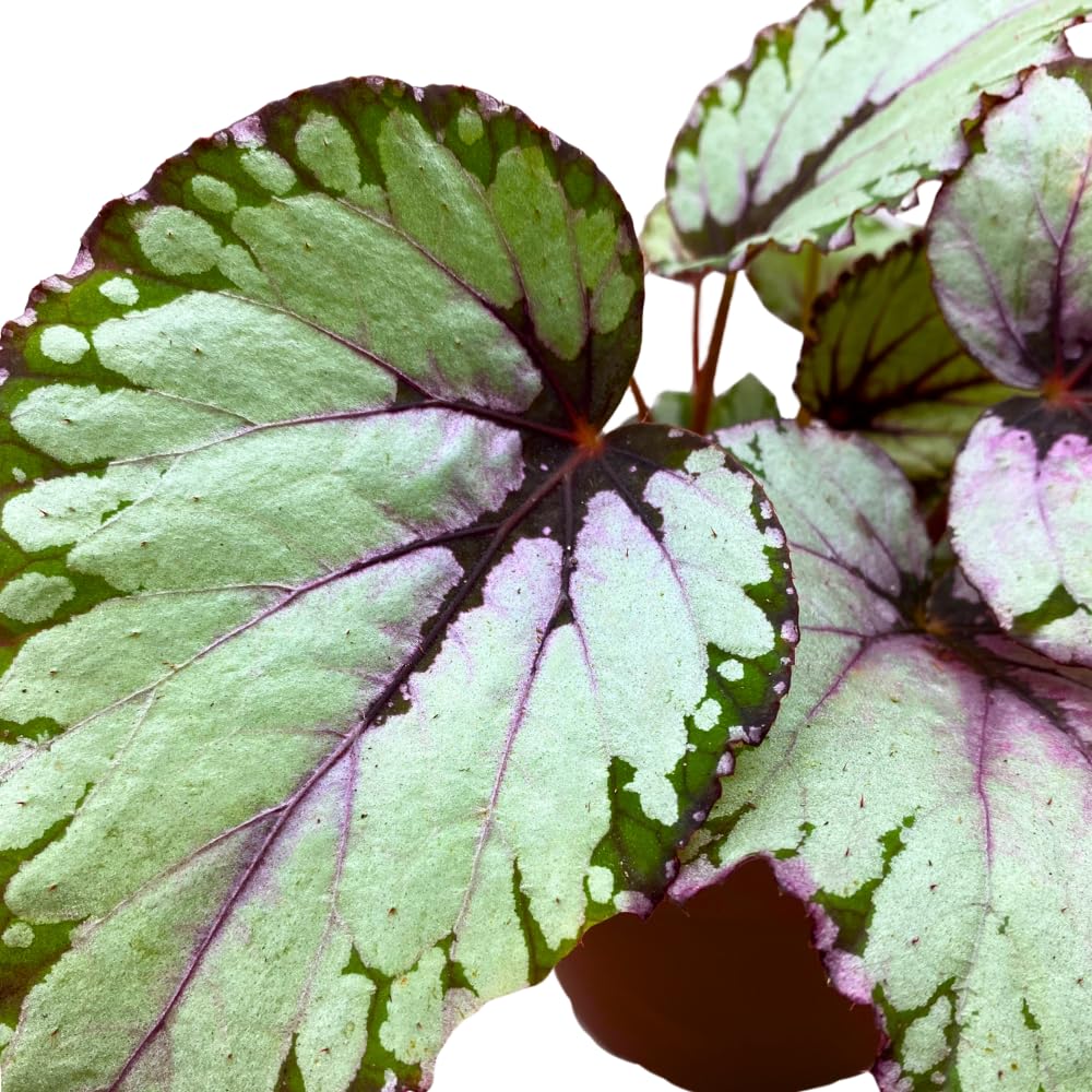 Harmony Foliage Salsa Begonia Rex 6 inch Pink Green White