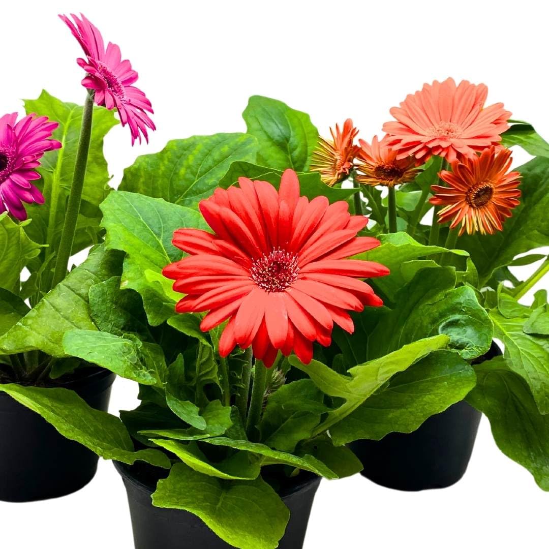 BubbleBlooms Flowering Gerbera Daisy jamesonii Set of 3 in 4 inch pots African Barberton Transvaal Hilton Daisy Mother's Day Plants