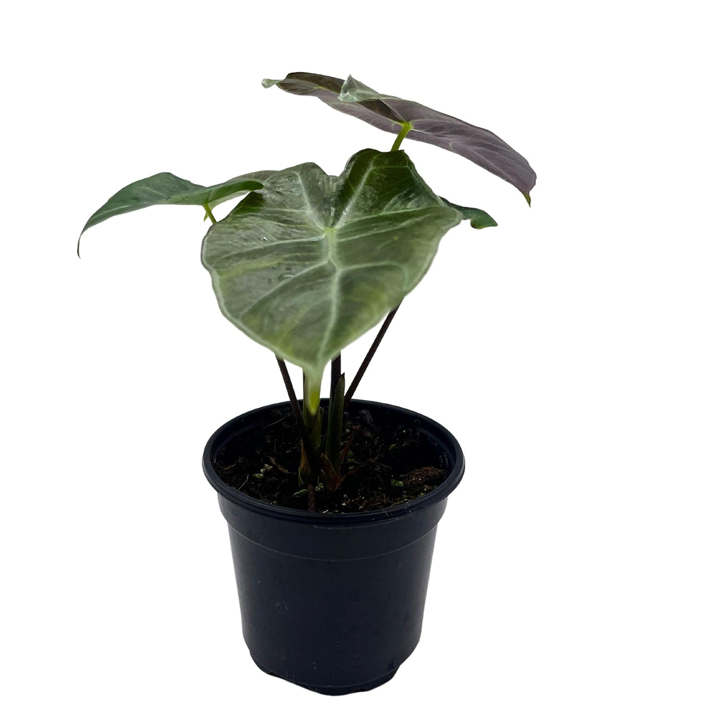 Alocasia Ebony, 4 inch, Jewel Alocasia x Amazonica, Healthy