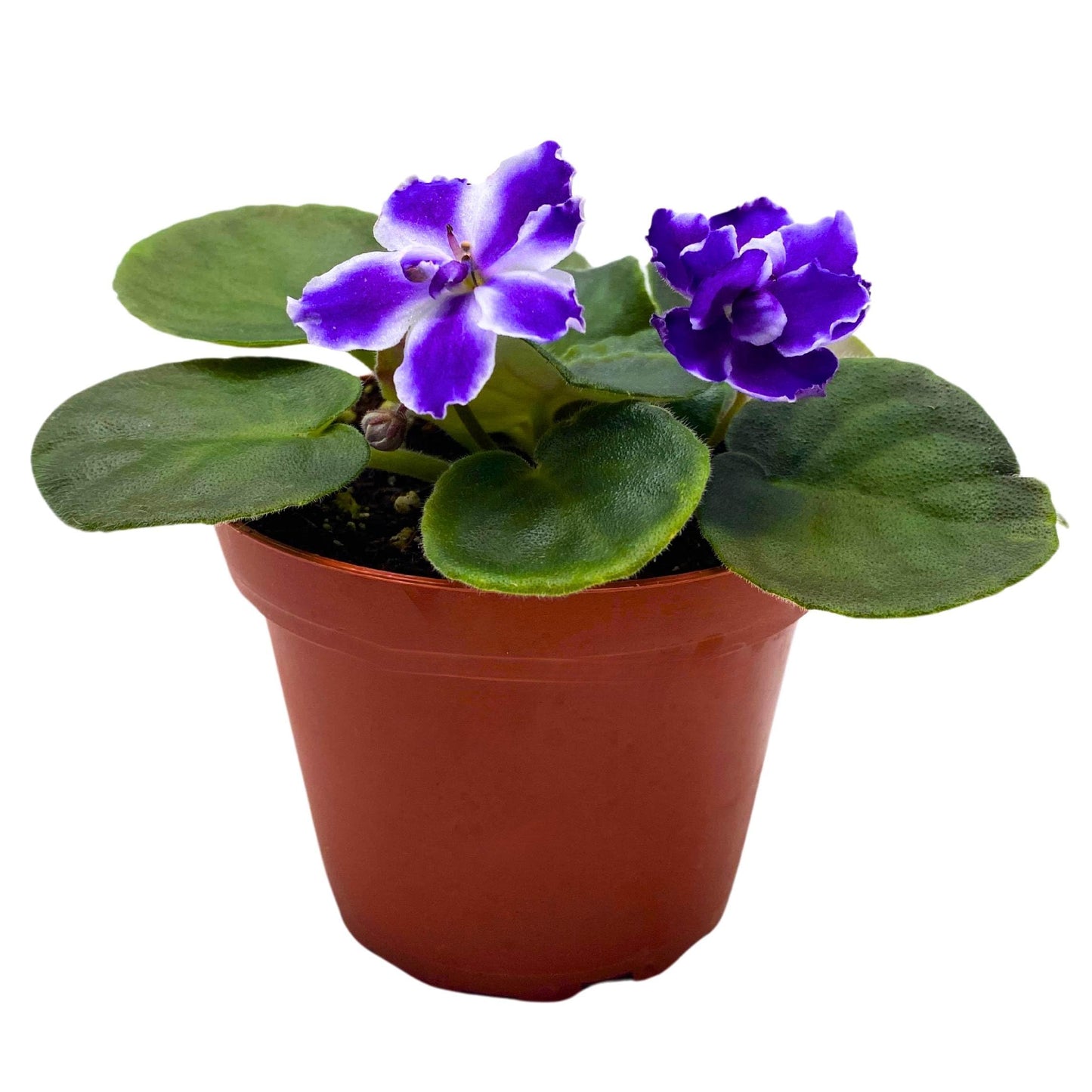 Harmony Foliage VaT Winter Landscape African Violet Saintpaulia 4 inch