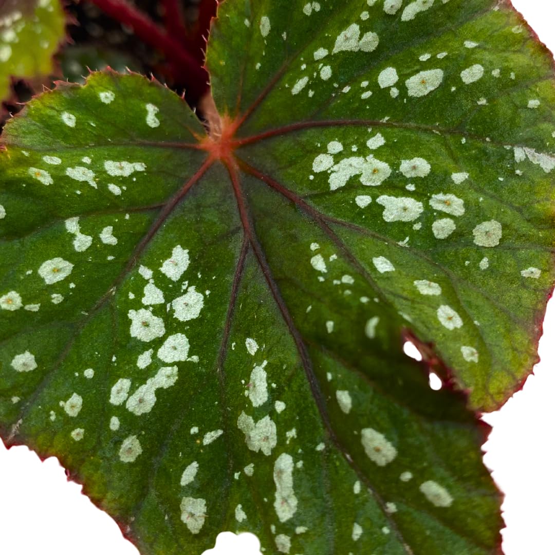 Harmony Foliage Harmony's Mary Jane Begonia Rex 4 inch