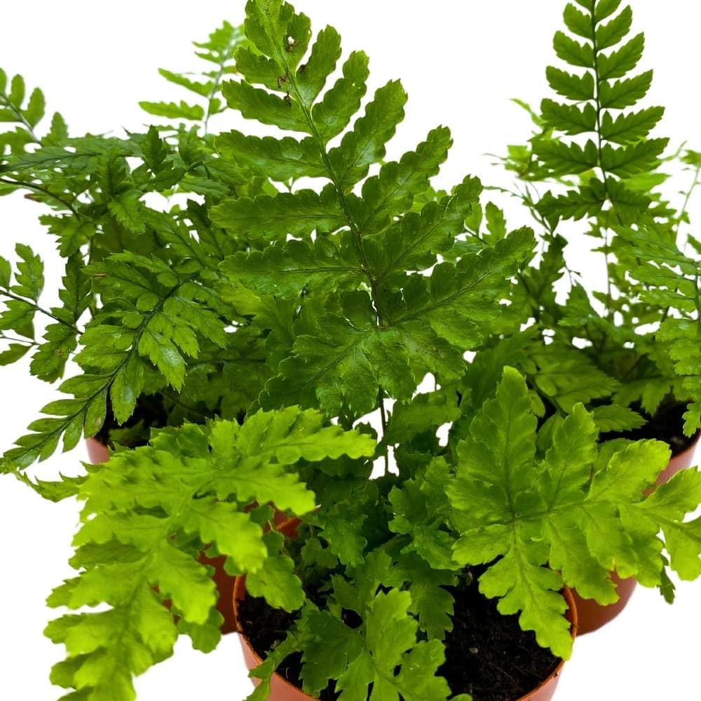 Autumn Fern 2 inch Set of 3 Dryopteris erythrosora Tiny Mini Pixie Plants